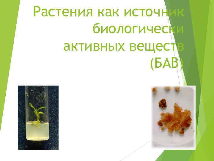 Растения как источник биологически активных веществ (БАВ) 
