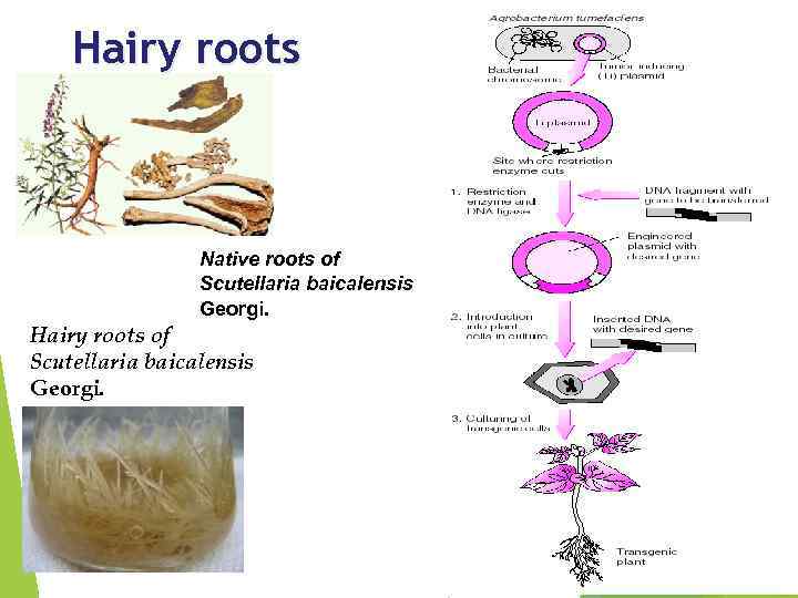 Hairy roots Native roots of Scutellaria baicalensis Georgi. Hairy roots of Scutellaria baicalensis Georgi.
