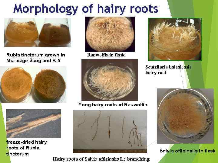 Morphology of hairy roots Rubia tinctorum grown in Murasige-Scug and B-5 Rauwolfia in flask