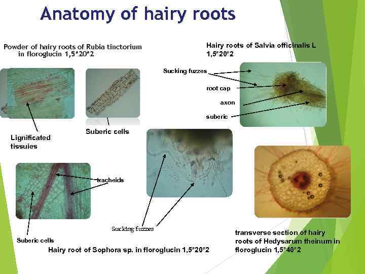 Anatomy of hairy roots Powder of hairy roots of Rubia tinctorium in floroglucin 1,