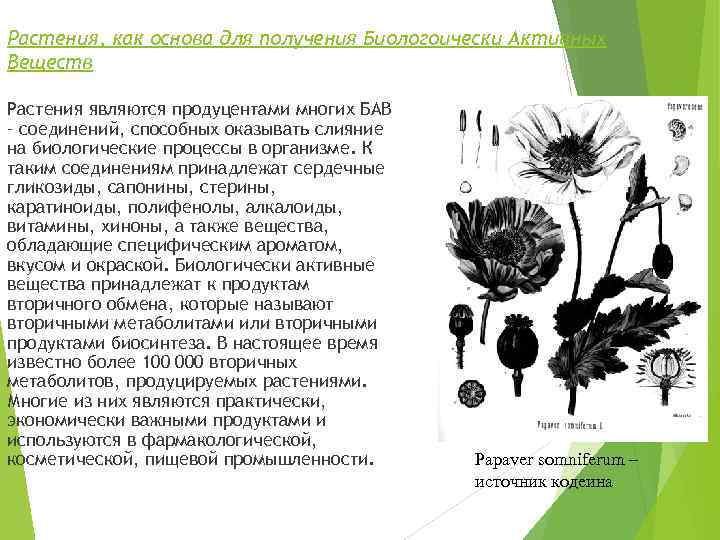Растения, как основа для получения Биологоически Активных Веществ Растения являются продуцентами многих БАВ –