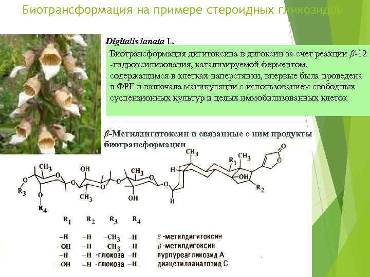 Биотрансформация на примере стероидных гликозидов Digitalis lanata L. Биотрансформация дигитоксина в дигоксин за счет