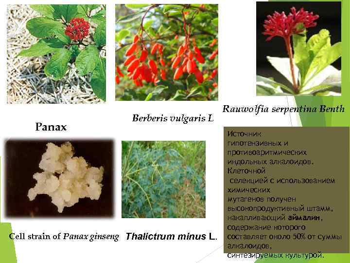 Panax Berberis vulgaris L Cell strain of Panax ginseng Thalictrum minus L. Rauwolfia serpentina