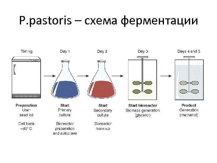 Подготовка к ферментации. Ферментация схема. Процесс ферментации. Ферментация белка. Ферментация это простыми словами.