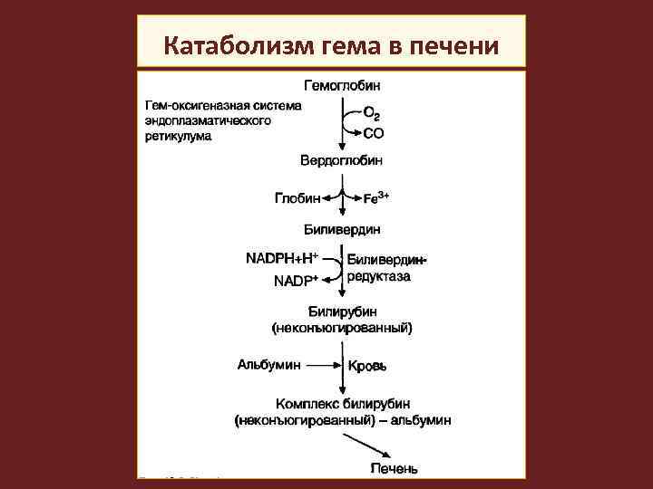 Катаболизм гема и образование желчных пигментов схема с указанием ферментов