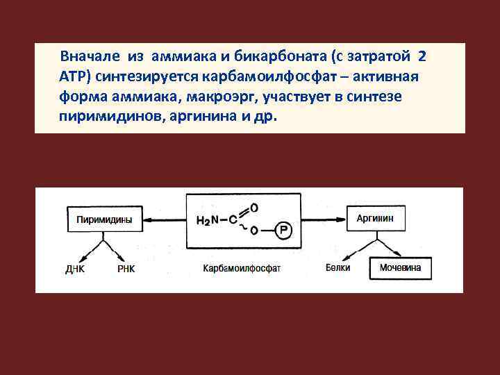 Вначале из аммиака и бикарбоната (с затратой 2 АТР) синтезируется карбамоилфосфат – активная форма