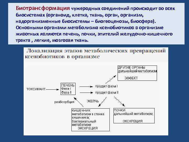 Биотрансформация чужеродных соединений происходит во всех биосистемах (органоид, клетка, ткань, организм, надорганизменные биосистемы –