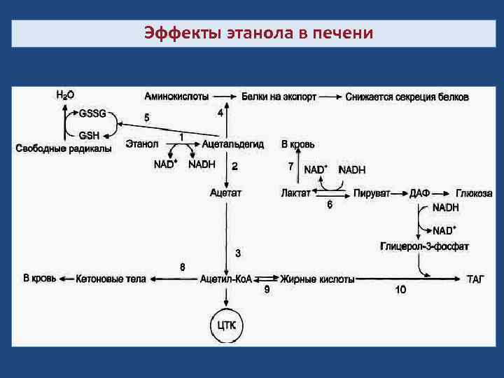 Эффекты этанола в печени 