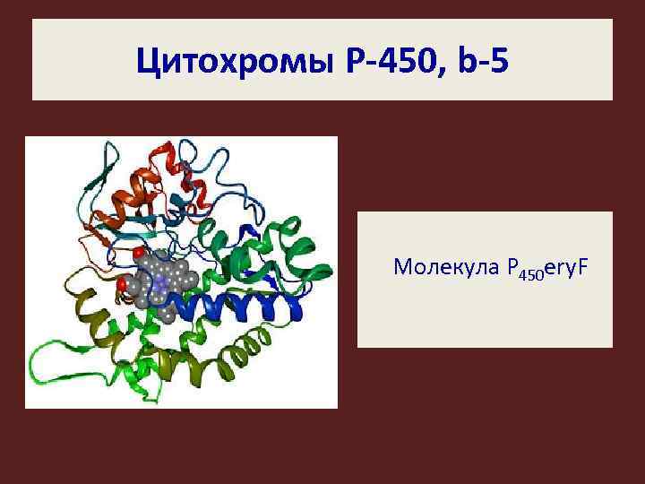 Цитохромы P-450, b-5 Молекула P 450 ery. F 