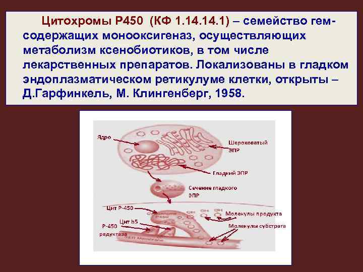 Цитохромы Р 450 (КФ 1. 14. 1) – семейство гемсодержащих монооксигеназ, осуществляющих метаболизм ксенобиотиков,