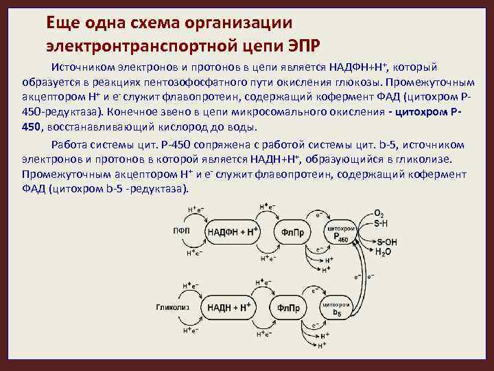 Еще одна схема организации электронтранспортной цепи ЭПР Источником электронов и протонов в цепи является