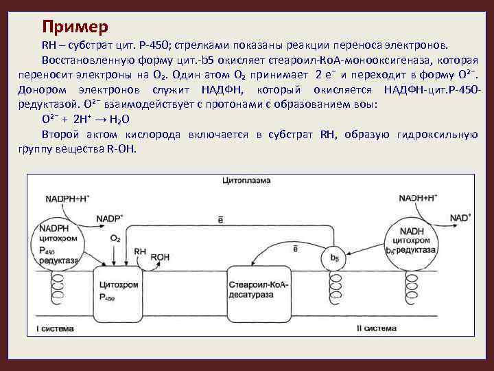 Пример RH – субстрат цит. Р-450; стрелками показаны реакции переноса электронов. Восстановленную форму цит.