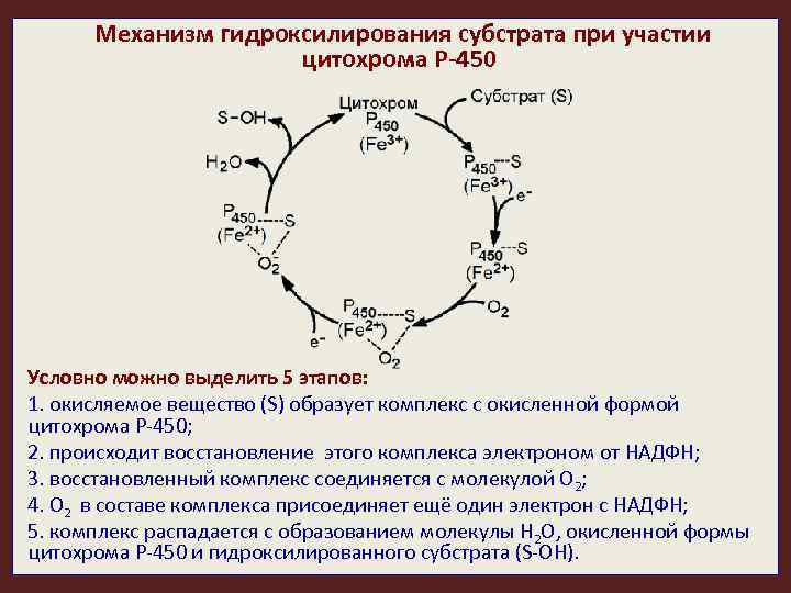 Механизм гидроксилирования субстрата при участии цитохрома Р-450 Условно можно выделить 5 этапов: 1. окисляемое