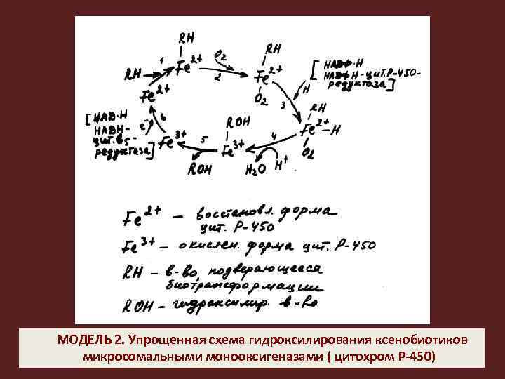  МОДЕЛЬ 2. Упрощенная схема гидроксилирования ксенобиотиков микросомальными монооксигеназами ( цитохром Р-450) 