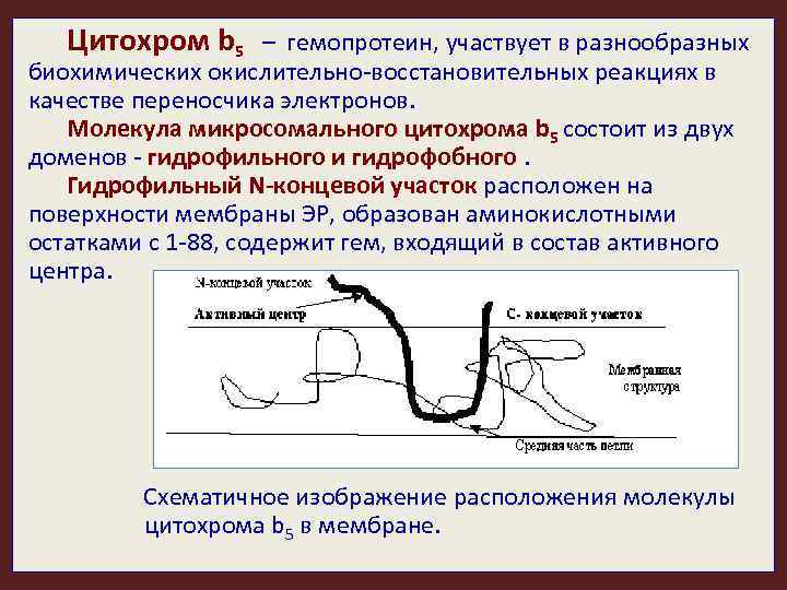 Цитохром b 5 – гемопротеин, участвует в разнообразных биохимических окислительно-восстановительных реакциях в качестве переносчика