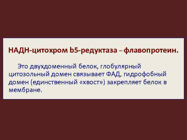 НАДН-цитохром b 5 -редуктаза – флавопротеин. Это двухдоменный белок, глобулярный цитозольный домен связывает ФАД,