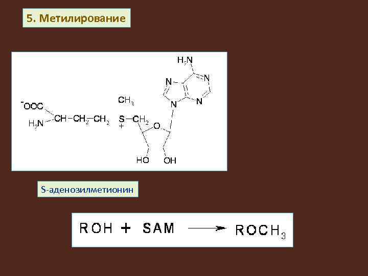5. Метилирование S-аденозилметионин 