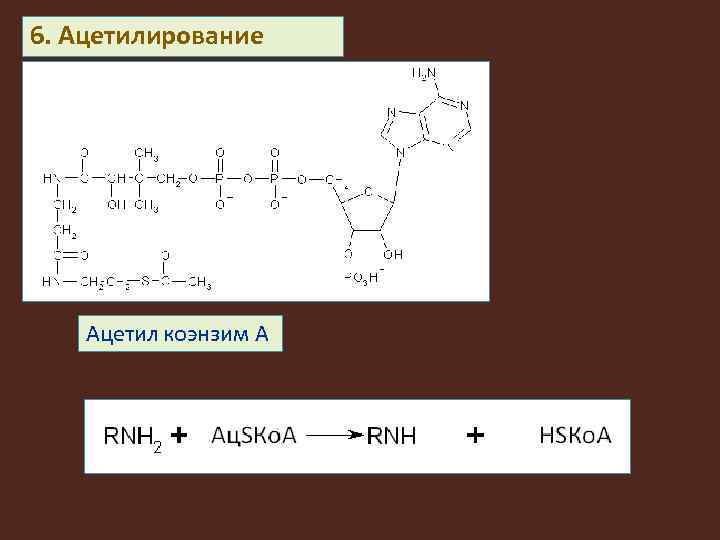 6. Ацетилирование Ацетил коэнзим А 