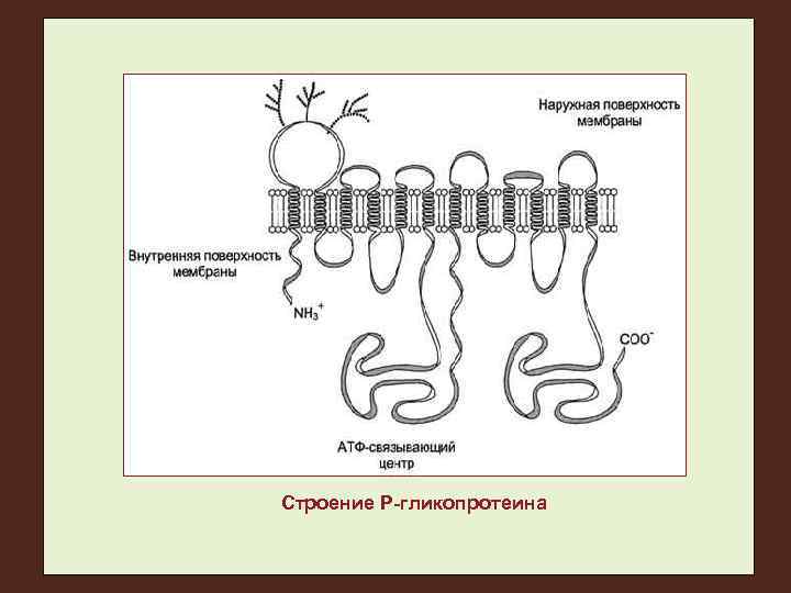 Строение Р-гликопротеина 