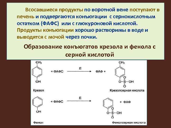 Всосавшиеся продукты по воротной вене поступают в печень и подвергаются конъюгации с сернокислотным остатком