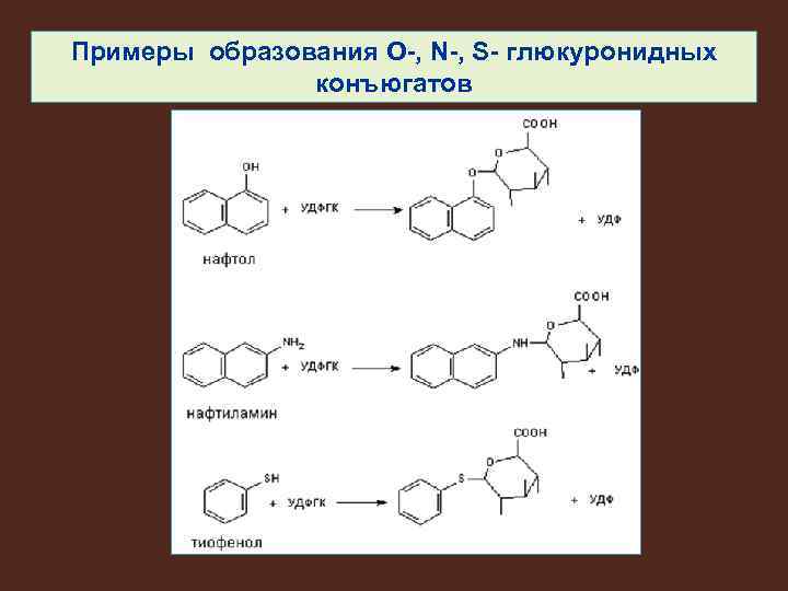 Примеры образования О-, N-, S- глюкуронидных конъюгатов 