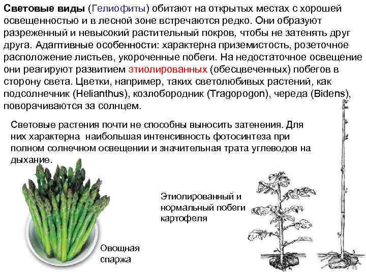 Гелиофиты места обитания