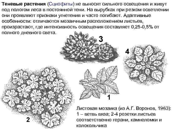 Теневые растения (Сциофиты) не выносят сильного освещения и живут под пологом леса в постоянной