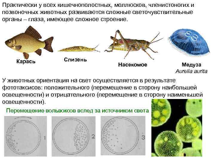 Практически у всех кишечнополостных, моллюсков, членистоногих и позвоночных животных развиваются сложные светочувствительные органы –