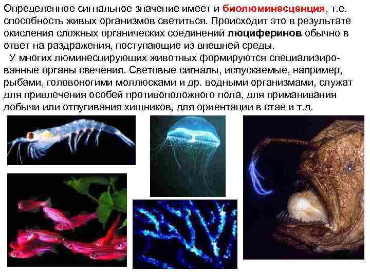 Определенное сигнальное значение имеет и биолюминесценция, т. е. способность живых организмов светиться. Происходит это