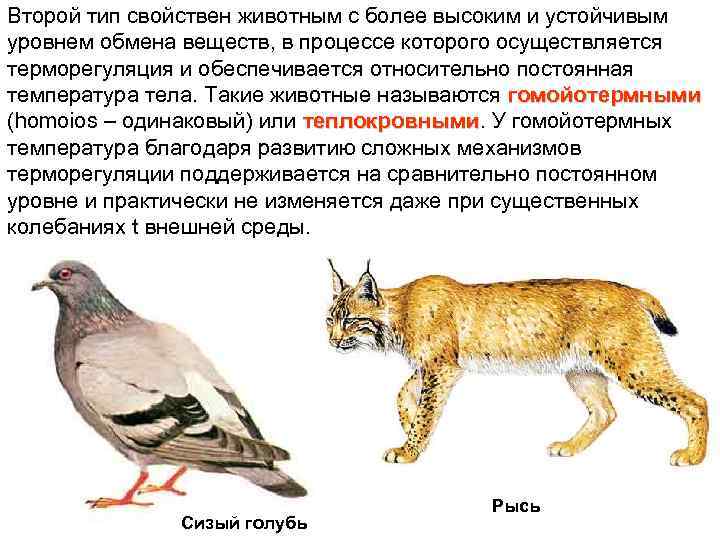 Преимущества теплокровности у животных