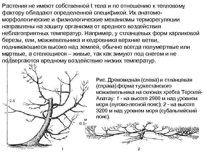 Растения не имеют собственной t тела и по отношению к тепловому фактору обладают определенной