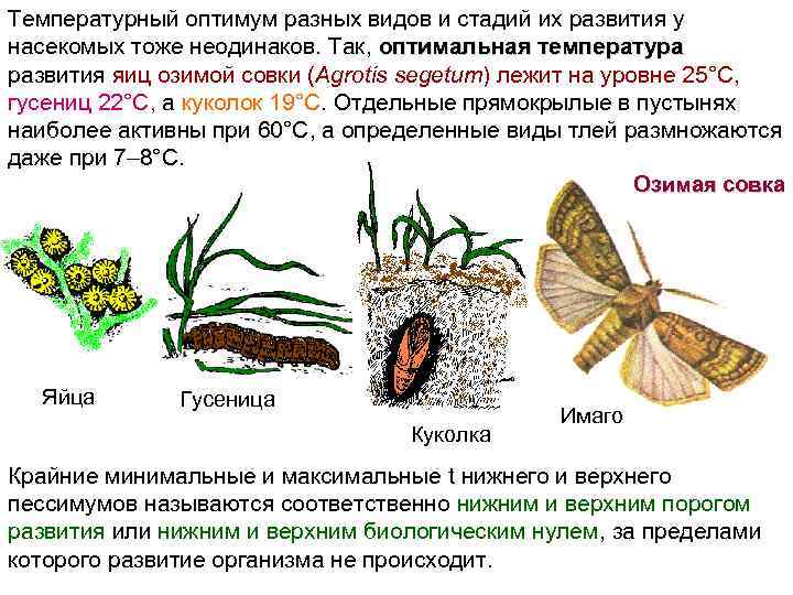 Температурный оптимум разных видов и стадий их развития у насекомых тоже неодинаков. Так, оптимальная