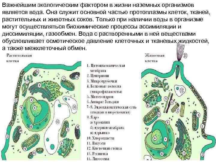 Важнейшим экологическим фактором в жизни наземных организмов является вода. Она служит основной частью протоплазмы