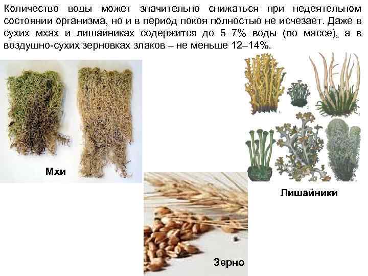 Количество воды может значительно снижаться при недеятельном состоянии организма, но и в период покоя