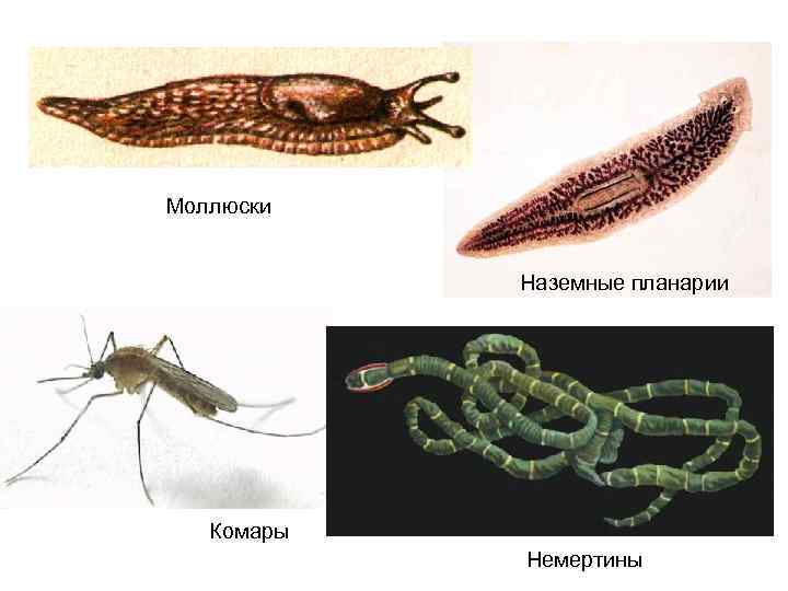 Моллюски Наземные планарии Комары Немертины 