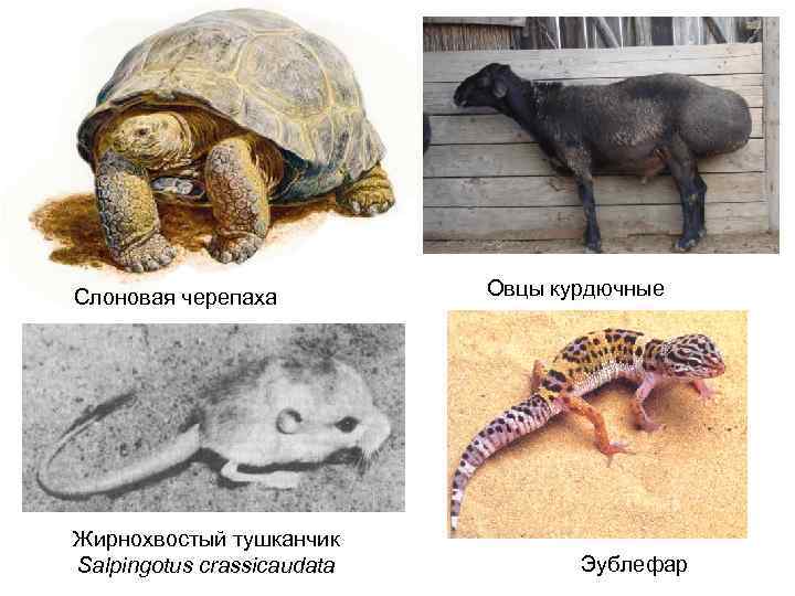 Слоновая черепаха Жирнохвостый тушканчик Salpingotus crassicaudata Овцы курдючные Эублефар 