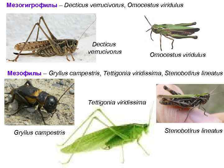 Мезогигрофилы – Decticus verrucivorus, Omocestus viridulus Decticus verrucivorus Omocestus viridulus Мезофилы – Gryllus campestris,