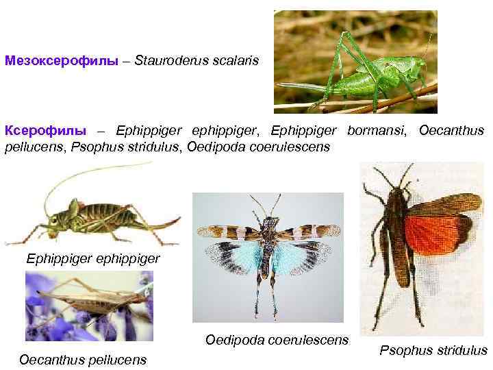 Мезоксерофилы – Stauroderus scalaris Ксерофилы – Ephippiger ephippiger, Ephippiger bormansi, Oecanthus pellucens, Psophus stridulus,