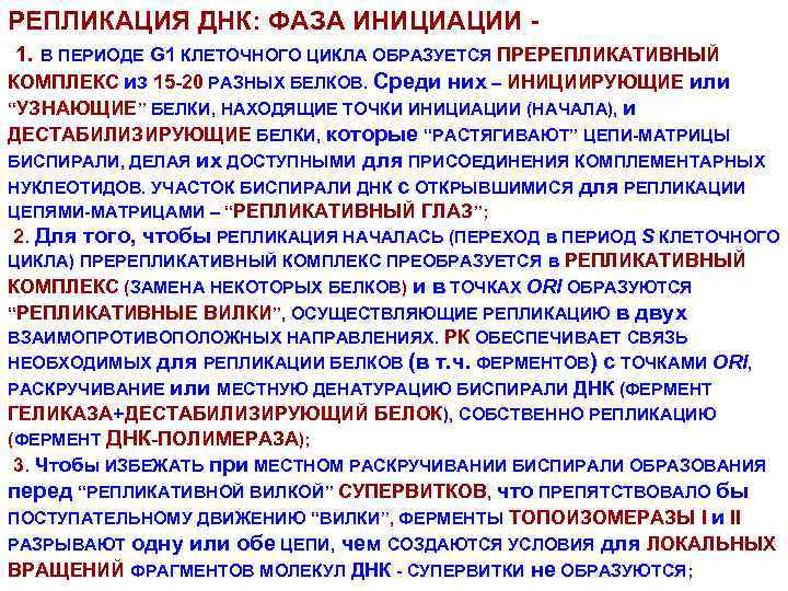 РЕПЛИКАЦИЯ ДНК: ФАЗА ИНИЦИАЦИИ 1. В ПЕРИОДЕ G 1 КЛЕТОЧНОГО ЦИКЛА ОБРАЗУЕТСЯ ПРЕРЕПЛИКАТИВНЫЙ КОМПЛЕКС