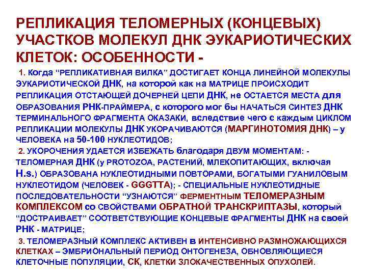 РЕПЛИКАЦИЯ ТЕЛОМЕРНЫХ (КОНЦЕВЫХ) УЧАСТКОВ МОЛЕКУЛ ДНК ЭУКАРИОТИЧЕСКИХ КЛЕТОК: ОСОБЕННОСТИ 1. Когда “РЕПЛИКАТИВНАЯ ВИЛКА” ДОСТИГАЕТ