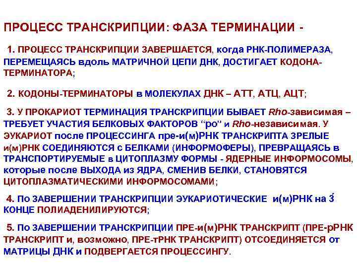 ПРОЦЕСС ТРАНСКРИПЦИИ: ФАЗА ТЕРМИНАЦИИ 1. ПРОЦЕСС ТРАНСКРИПЦИИ ЗАВЕРШАЕТСЯ, когда РНК-ПОЛИМЕРАЗА, ПЕРЕМЕЩАЯСЬ вдоль МАТРИЧНОЙ ЦЕПИ