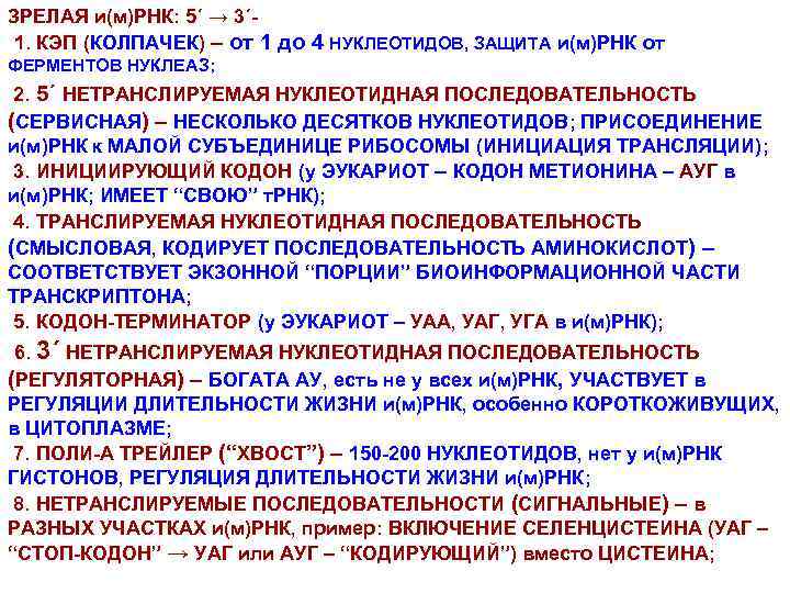 ЗРЕЛАЯ и(м)РНК: 5΄ → 3΄1. КЭП (КОЛПАЧЕК) – от 1 до 4 НУКЛЕОТИДОВ, ЗАЩИТА