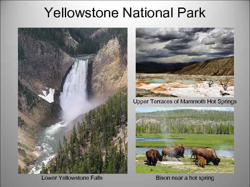 Yellowstone National Park Upper Terraces of Mammoth Hot Springs Lower Yellowstone Falls Bison near