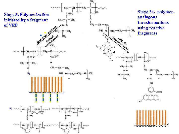 Stage 3. Polymerization initiated by a fragment of VEP er M o re tu