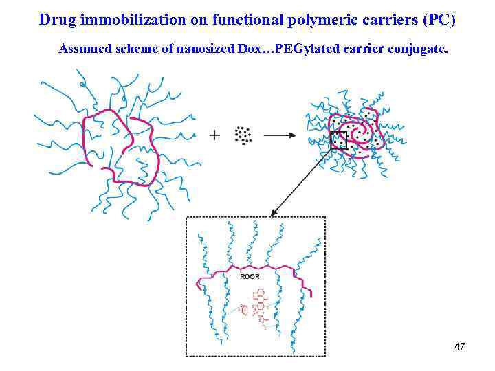 Drug immobilization on functional polymeric carriers (PC) Assumed scheme of nanosized Dox…PEGylated carrier conjugate.