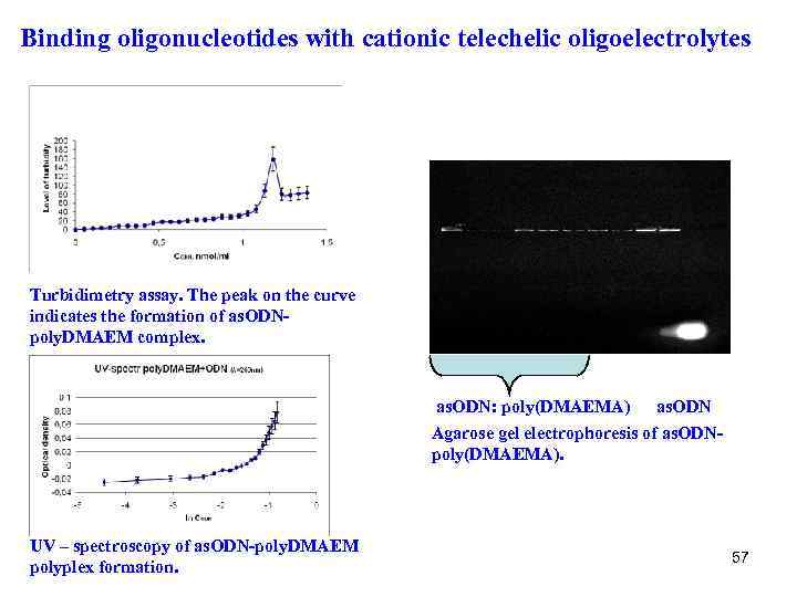 Binding oligonucleotides with cationic telechelic oligoelectrolytes Turbidimetry assay. The peak on the curve indicates