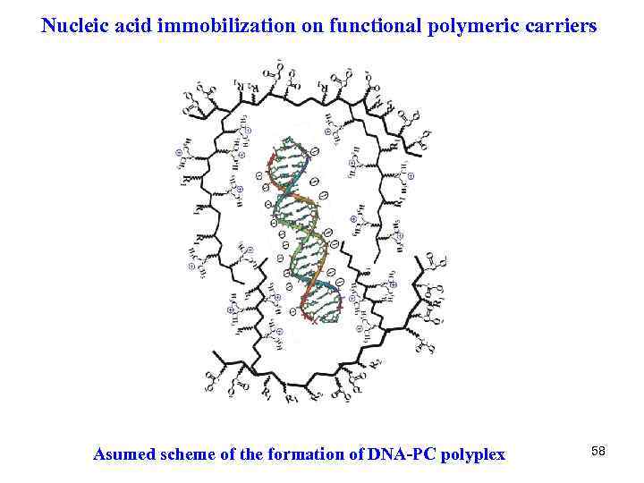 Nucleic acid immobilization on functional polymeric carriers Asumed scheme of the formation of DNA-PC