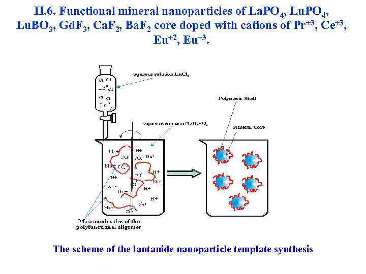 II. 6. Functional mineral nanoparticles of La. PO 4, Lu. PO 4, Lu. BO