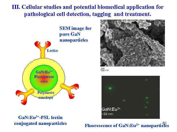 III. Cellular studies and potential biomedical application for pathological cell detection, tagging and treatment.