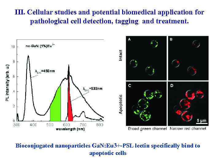 III. Cellular studies and potential biomedical application for pathological cell detection, tagging and treatment.